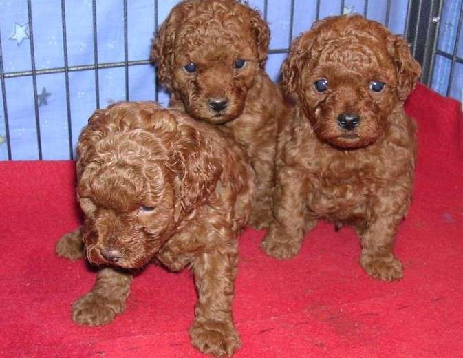 狗狗噪音听力：揭示犬类的声音奥秘