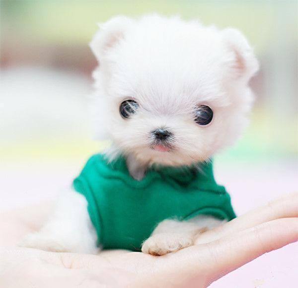 狗狗怎么丢？——探索宠物护理人员的温馨建议